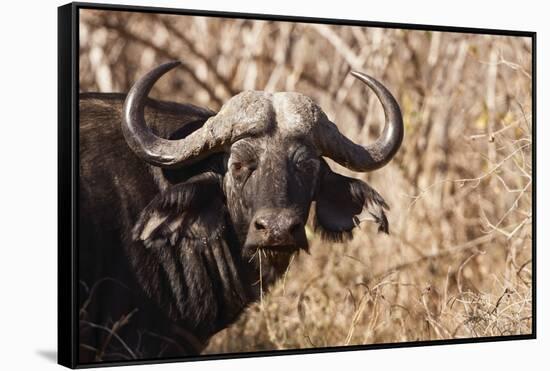 Cape Buffalo-Michele Westmorland-Framed Stretched Canvas