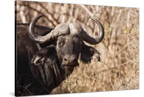 Cape Buffalo-Michele Westmorland-Stretched Canvas