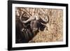 Cape Buffalo-Michele Westmorland-Framed Photographic Print