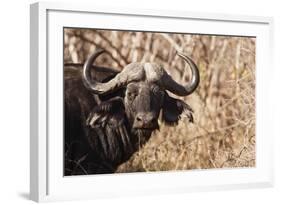 Cape Buffalo-Michele Westmorland-Framed Photographic Print