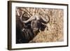 Cape Buffalo-Michele Westmorland-Framed Photographic Print