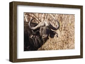 Cape Buffalo-Michele Westmorland-Framed Photographic Print