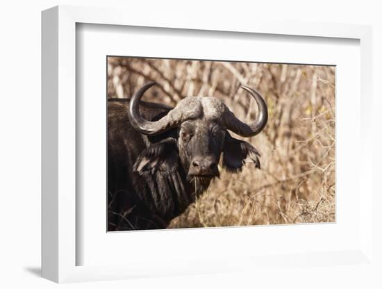 Cape Buffalo-Michele Westmorland-Framed Photographic Print