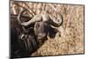 Cape Buffalo-Michele Westmorland-Mounted Photographic Print