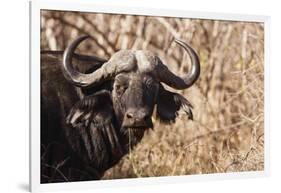 Cape Buffalo-Michele Westmorland-Framed Photographic Print