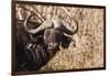 Cape Buffalo-Michele Westmorland-Framed Photographic Print