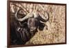 Cape Buffalo-Michele Westmorland-Framed Photographic Print