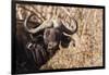 Cape Buffalo-Michele Westmorland-Framed Photographic Print