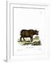 Cape Buffalo-null-Framed Giclee Print