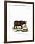 Cape Buffalo-null-Framed Giclee Print