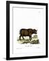 Cape Buffalo-null-Framed Giclee Print