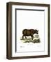 Cape Buffalo-null-Framed Premium Giclee Print