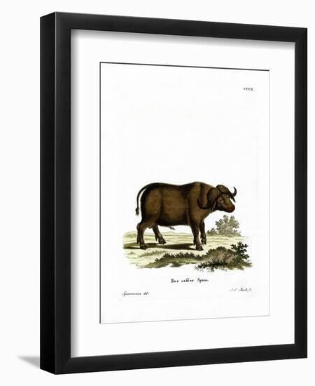 Cape Buffalo-null-Framed Premium Giclee Print