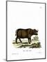 Cape Buffalo-null-Mounted Premium Giclee Print