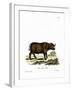 Cape Buffalo-null-Framed Giclee Print