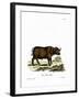 Cape Buffalo-null-Framed Giclee Print