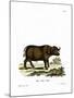 Cape Buffalo-null-Mounted Giclee Print