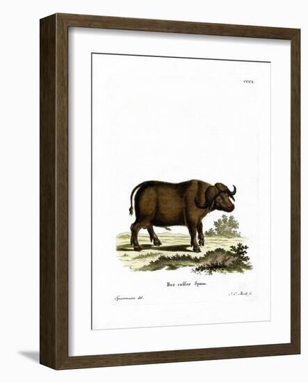 Cape Buffalo-null-Framed Giclee Print