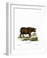 Cape Buffalo-null-Framed Giclee Print