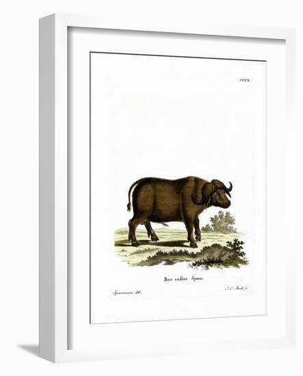 Cape Buffalo-null-Framed Giclee Print