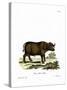 Cape Buffalo-null-Stretched Canvas