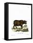 Cape Buffalo-null-Framed Stretched Canvas