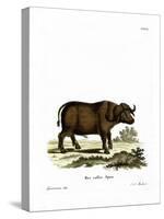 Cape Buffalo-null-Stretched Canvas
