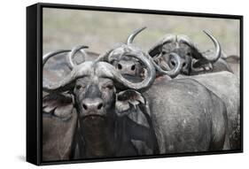 Cape Buffalos and Friend-Scott Bennion-Framed Stretched Canvas