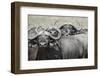 Cape Buffalos and Friend-Scott Bennion-Framed Photo