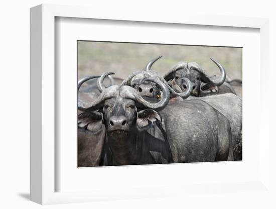 Cape Buffalos and Friend-Scott Bennion-Framed Photo