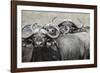 Cape Buffalos and Friend-Scott Bennion-Framed Photo