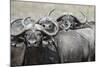 Cape Buffalos and Friend-Scott Bennion-Mounted Photo