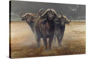 Cape Buffalos-Harro Maass-Stretched Canvas