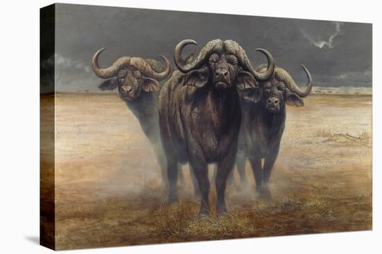 Cape Buffalos-Harro Maass-Stretched Canvas