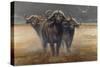 Cape Buffalos-Harro Maass-Stretched Canvas