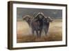 Cape Buffalos-Harro Maass-Framed Giclee Print