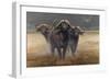 Cape Buffalos-Harro Maass-Framed Giclee Print