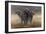 Cape Buffalos-Harro Maass-Framed Premium Giclee Print