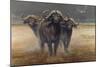 Cape Buffalos-Harro Maass-Mounted Premium Giclee Print
