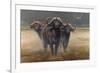 Cape Buffalos-Harro Maass-Framed Giclee Print