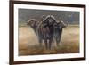 Cape Buffalos-Harro Maass-Framed Giclee Print