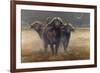 Cape Buffalos-Harro Maass-Framed Giclee Print