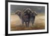 Cape Buffalos-Harro Maass-Framed Giclee Print