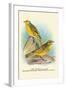 Cape Canary, Sulphur-Coloured Seed-Eater-Arthur G. Butler-Framed Art Print