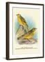 Cape Canary, Sulphur-Coloured Seed-Eater-Arthur G. Butler-Framed Art Print