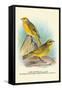 Cape Canary, Sulphur-Coloured Seed-Eater-Arthur G. Butler-Framed Stretched Canvas