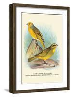 Cape Canary, Sulphur-Coloured Seed-Eater-Arthur G. Butler-Framed Art Print