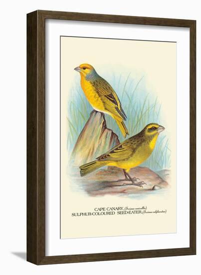 Cape Canary, Sulphur-Coloured Seed-Eater-Arthur G. Butler-Framed Art Print