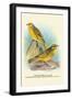 Cape Canary, Sulphur-Coloured Seed-Eater-Arthur G. Butler-Framed Art Print