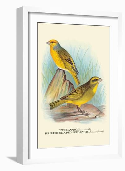 Cape Canary, Sulphur-Coloured Seed-Eater-Arthur G. Butler-Framed Art Print